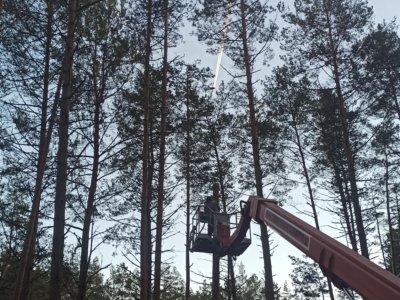 Praca na wysokości - wycinka sosen - DUK Kaszuby
